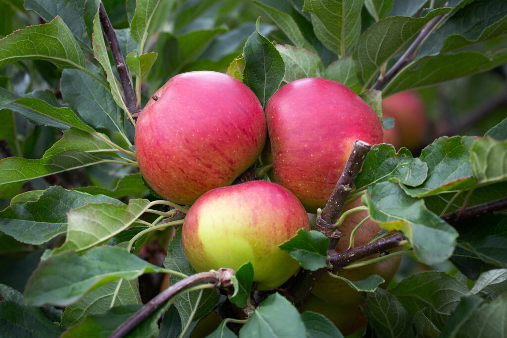 Gazebo Parts Direct Sales Store -Garden Supplies Sales 2024 11287 12815 fed6 1024x683 1