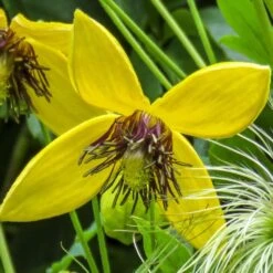 Clematis 'Bill MacKenzie' -Garden Supplies Sales 2024 pl0000000008 card3 lg