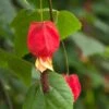Abutilon Megapotamicum -Garden Supplies Sales 2024 pl0000000017