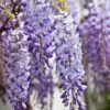 Wisteria Sinensis -Garden Supplies Sales 2024 pl0000000028
