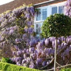 Wisteria Sinensis -Garden Supplies Sales 2024 pl0000000028 card2 lg