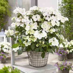 Hydrangea Runaway Bride Snow White ('USHYD0405') (PBR) -Garden Supplies Sales 2024 pl0000000032 card3 lg
