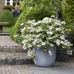 Hydrangea Runaway Bride Snow White ('USHYD0405') (PBR) -Garden Supplies Sales 2024 pl0000000032 card4 lg