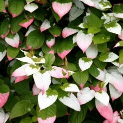 Actinidia Kolomikta -Garden Supplies Sales 2024 pl0000000179 card3 lg