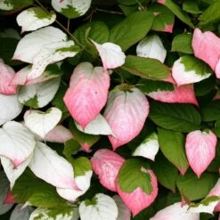 Actinidia Kolomikta -Garden Supplies Sales 2024 pl0000000179 card4 lg