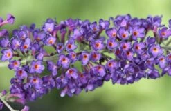 Buddleja Davidii 'Black Knight' -Garden Supplies Sales 2024 pl0000000413 card4 lg