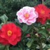 Camellia Japonica 'Lady Vansittart' -Garden Supplies Sales 2024 pl0000000619