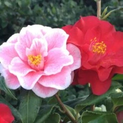 Camellia Japonica 'Lady Vansittart' -Garden Supplies Sales 2024 pl0000000619 card2 lg