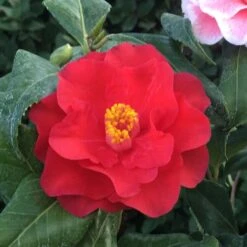 Camellia Japonica 'Lady Vansittart' -Garden Supplies Sales 2024 pl0000000619 card3 lg