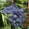 Ceanothus 'Puget Blue' -Garden Supplies Sales 2024 pl0000000721