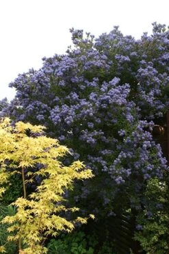 Ceanothus 'Puget Blue' -Garden Supplies Sales 2024 pl0000000721 card3 lg