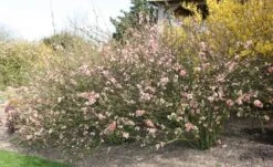 Chaenomeles Speciosa 'Geisha Girl' -Garden Supplies Sales 2024 pl0000000774 card3 lg