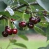 Cherry 'Sunburst' 2 Cherry 'Sunburst' -Garden Supplies Sales 2024 pl0000000817
