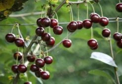 Cherry 'Sunburst' -Garden Supplies Sales 2024 pl0000000817 card3 lg