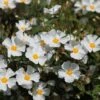 Cistus × Hybridus -Garden Supplies Sales 2024 pl0000000832