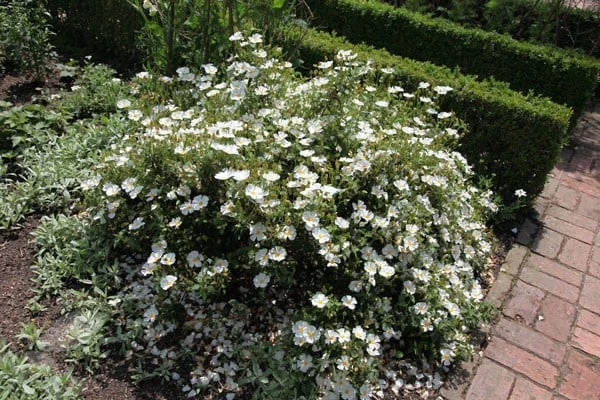 Cistus × Hybridus 4 Cistus × Hybridus - Image 2