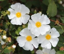 Cistus × Hybridus 7 Cistus × Hybridus -Garden Supplies Sales 2024 pl0000000832 card3 lg