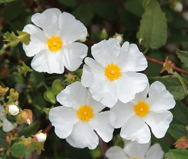 Cistus × Hybridus 5 Cistus × Hybridus - Image 3