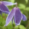 Clematis Alpina -Garden Supplies Sales 2024 pl0000000855