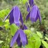 Clematis 'Frances Rivis' -Garden Supplies Sales 2024 pl0000000856