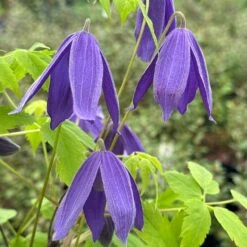 Clematis 'Frances Rivis'