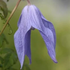 Clematis 'Frances Rivis' 7 Clematis 'Frances Rivis' -Garden Supplies Sales 2024 pl0000000856 card3 lg
