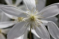 Clematis Armandi 'Snowdrift' -Garden Supplies Sales 2024 pl0000000865 card3 lg
