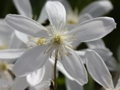 Clematis Armandi 'Snowdrift' -Garden Supplies Sales 2024 pl0000000865 card4 lg