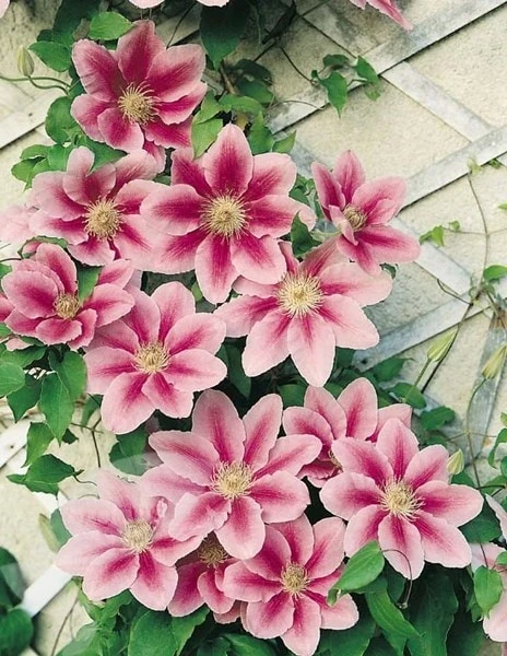 Clematis 'Bees' Jubilee' 4 Clematis 'Bees' Jubilee' - Image 2