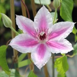 Clematis 'Carnaby'