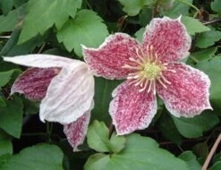 Clematis Cirrhosa Var. Purpurascens 'Freckles' -Garden Supplies Sales 2024 pl0000000872 card3 lg