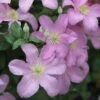 Clematis 'Comtesse De Bouchaud' -Garden Supplies Sales 2024 pl0000000874