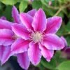 Clematis 'Doctor Ruppel' -Garden Supplies Sales 2024 pl0000000876