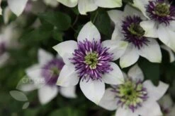 Clematis Florida Var. Florida 'Sieboldiana' -Garden Supplies Sales 2024 pl0000000882 card5 lg
