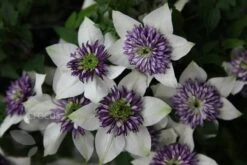 Clematis Florida Var. Florida 'Sieboldiana' -Garden Supplies Sales 2024 pl0000000882 card6 lg