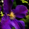 Clematis 'Jackmanii Superba' -Garden Supplies Sales 2024 pl0000000892