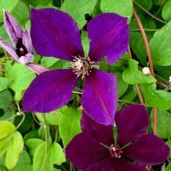 Clematis 'Jackmanii Superba' -Garden Supplies Sales 2024 pl0000000892 card3 lg