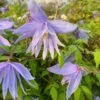 Clematis Macropetala -Garden Supplies Sales 2024 pl0000000893