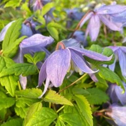 Clematis Macropetala -Garden Supplies Sales 2024 pl0000000893 card3 lg