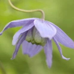 Clematis Macropetala -Garden Supplies Sales 2024 pl0000000893 card4 lg