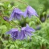 Clematis Macropetala 'Lagoon' -Garden Supplies Sales 2024 pl0000000896