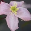 Clematis 'Elizabeth'