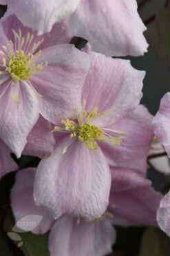 Clematis 'Elizabeth' -Garden Supplies Sales 2024 pl0000000901 card3 lg