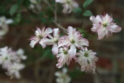Clematis 'Marjorie' -Garden Supplies Sales 2024 pl0000000902 card3 lg