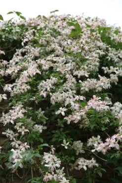 Clematis 'Marjorie' -Garden Supplies Sales 2024 pl0000000902 card4 lg