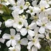 Clematis Montana Var. Grandiflora -Garden Supplies Sales 2024 pl0000000905