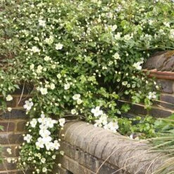 Clematis Montana Var. Grandiflora -Garden Supplies Sales 2024 pl0000000905 card3 lg