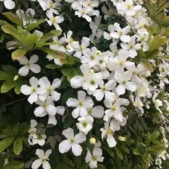 Clematis Montana Var. Grandiflora -Garden Supplies Sales 2024 pl0000000905 card4 lg