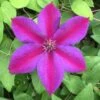 Clematis 'Mrs N. Thompson' -Garden Supplies Sales 2024 pl0000000907