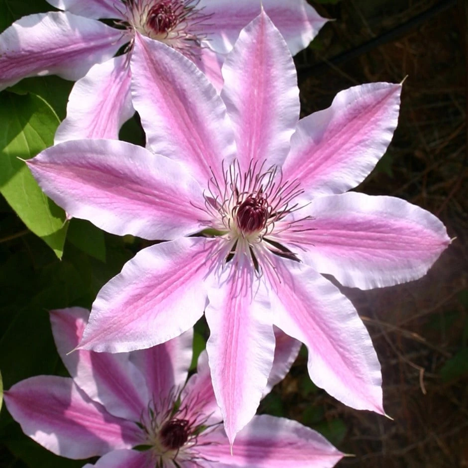 Clematis 'Nelly Moser' 3 Clematis 'Nelly Moser'